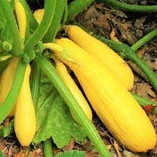 Crookneck Vegetable Seeds for Planting - 100 pcs